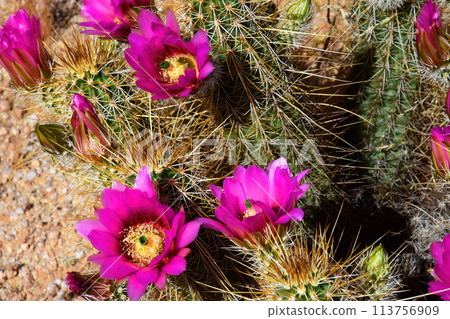 Flowering Hedge Hog cactus Flowering Hedge Hog cactus 113756909