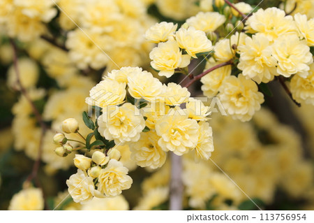 Mock butter Mock butter 113756954