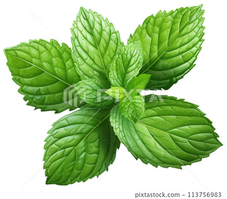 mint 113756983
