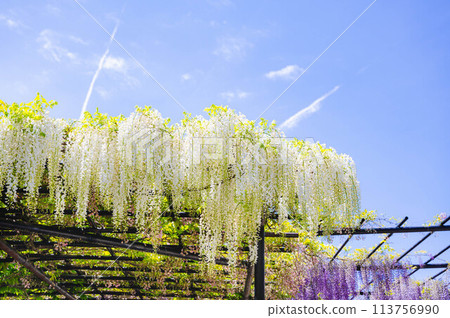 紫藤架上各種顏色的紫藤 113756990