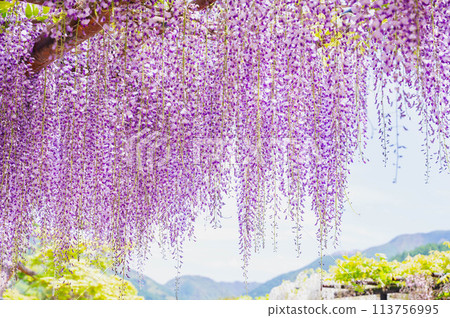 美麗的懸掛紫藤花 美麗的懸掛紫藤花 113756995