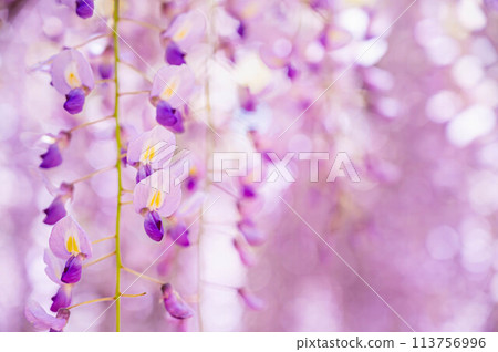 淡紫色的紫藤花 113756996