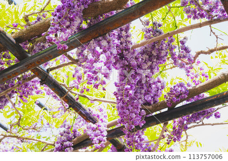 Gracefully blooming double wisteria flowers 113757006
