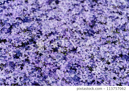 苔蘚福祿考花背景 113757062