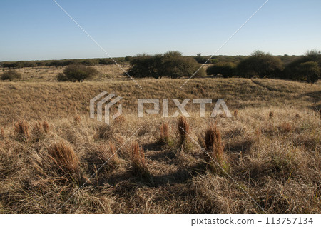 Pampas grass landscape, La Pampa province, Patagonia, Argentina. 113757134