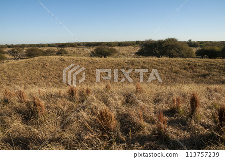 Pampas grass landscape, La Pampa province, Patagonia, Argentina. 113757239