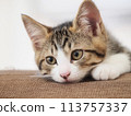 3 month old kitten 113757337