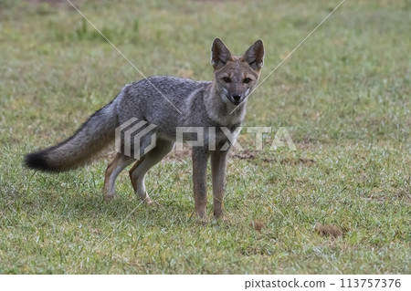 Pampas Grey fox in Pampas grass environment, La Pampa province, Patagonia, Argentina. Pampas Grey fox in Pampas grass environment, La Pampa province, Patagonia, Argentina. 113757376