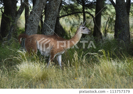 Guanaco, Lama Guanicoe, Luro Park, La Pampa Province, La Pampa, Argentina. 113757379