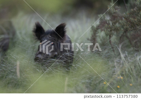 Wild boar herd in a water hole, Chaco Forest, La Pampa province, Patagonia, Argentina. 113757380