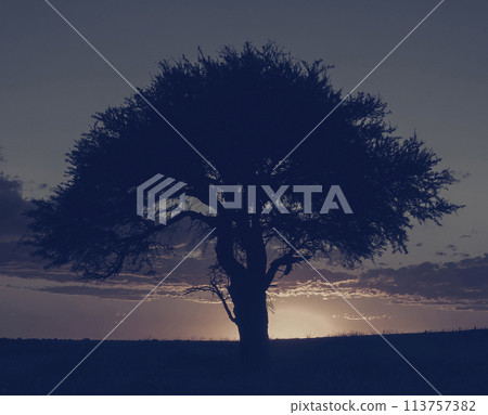 Rural landscape, Buenos Aires province , Argentina 113757382