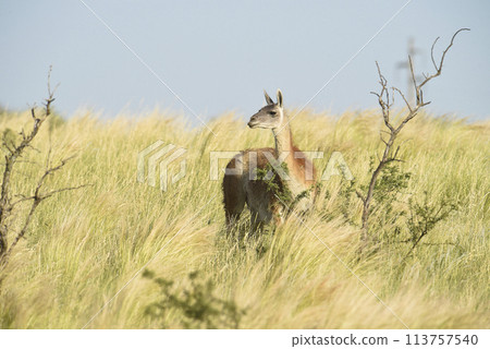 Guanaco, Lama Guanicoe, Luro Park, La Pampa Province, La Pampa, Argentina. 113757540