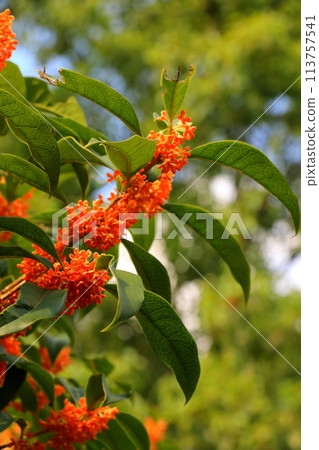 Sweetly scented Osmanthus flowers 113757541