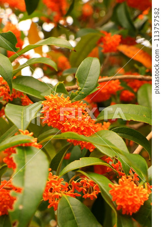 Sweetly scented Osmanthus flowers Sweetly scented Osmanthus flowers 113757582