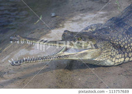 Indian Gavial Indian Gavial 113757689