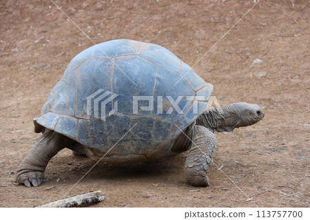 Galapagos Giant tortoise 113757700