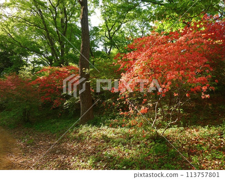 Nihongi Pass(埼玉縣東秩父村) Nihongi Pass(埼玉縣東秩父村) 113757801