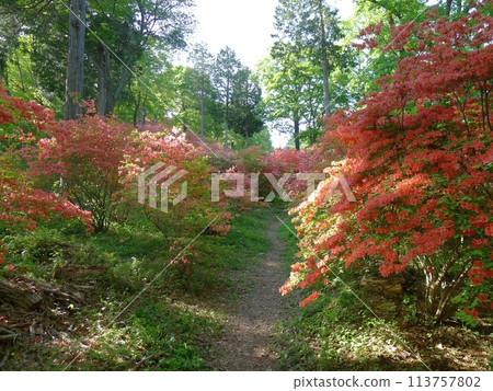 Nihongi Pass(埼玉縣東秩父村) Nihongi Pass(埼玉縣東秩父村) 113757802