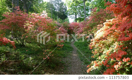 Nihongi Pass(埼玉縣東秩父村) Nihongi Pass(埼玉縣東秩父村) 113757803