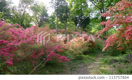 Nihongi Pass (Higashichichibu Village, Saitama Prefecture) 113757804