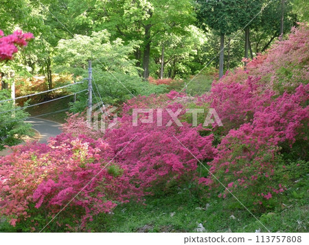 Nihongi Pass（埼玉縣東秩父村） 113757808