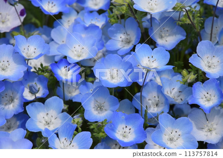 Yamadaike Park 113757814