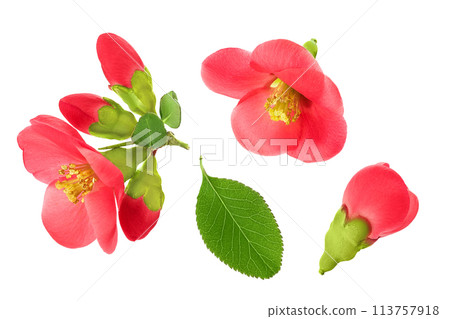 Chaenomeles speciosa or japanese quince flower isolated on white background Chaenomeles speciosa or japanese quince flower isolated on white background 113757918