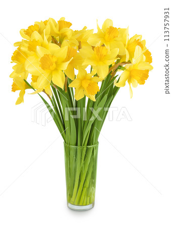 Daffodil flower or narcissus isolated on white background with full depth of field Daffodil flower or narcissus isolated on white background with full depth of field 113757931