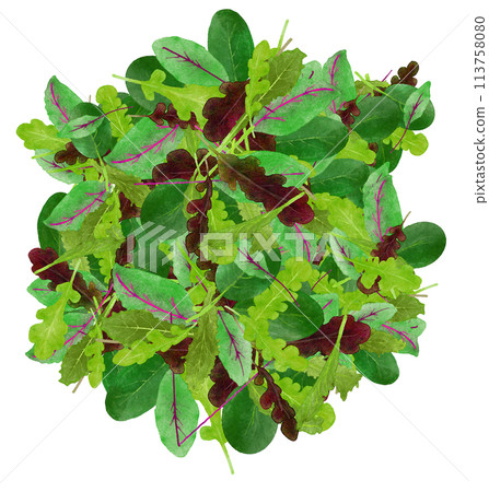 Fresh baby leaves painted in watercolor 113758080