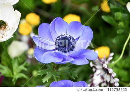 Anemones 113758365