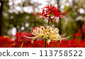 red and white spider lily red and white spider lily 113758522