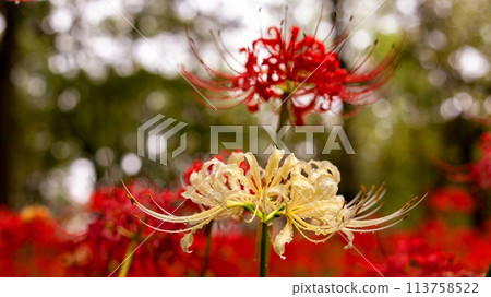 red and white spider lily red and white spider lily 113758522