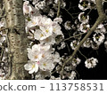 Cherry blossoms at night 113758531