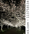 Cherry trees at full bloom 113758534