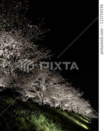 Cherry trees at full bloom Cherry trees at full bloom 113758536