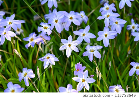 IPHEION蘆 113758649