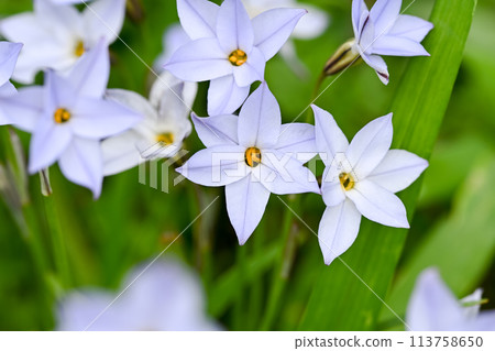 IPHEION蘆 113758650