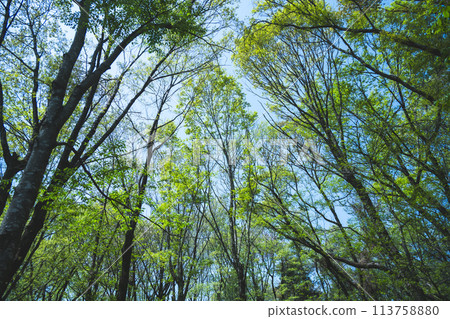 春天的森林 春天的森林 113758880