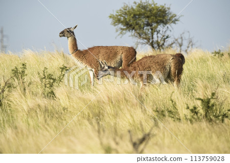 Guanaco, Lama Guanicoe, Luro Park, La Pampa Province, La Pampa, Argentina. 113759028