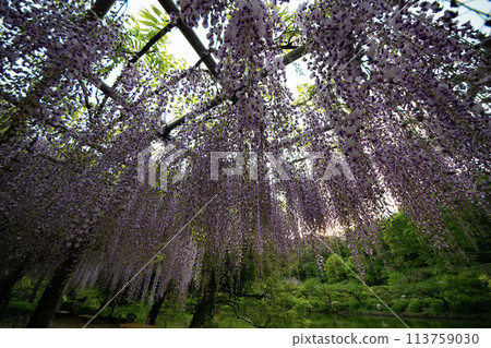 A landscape with wisteria's flowers A landscape with wisteria's flowers 113759030