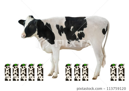 sitting cow and paper milk pack isolated on white background 113759120