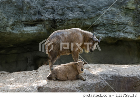golden takin mother and little  takin 113759138