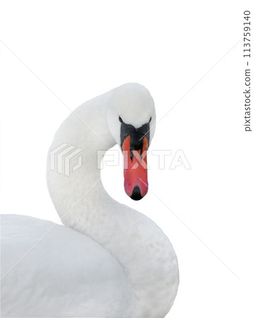 portrait white swan isolated on a white background portrait white swan isolated on a white background 113759140