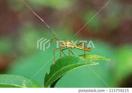 Graceful Leptocorisa Oratoria on Lush Green Leaf. 113759215