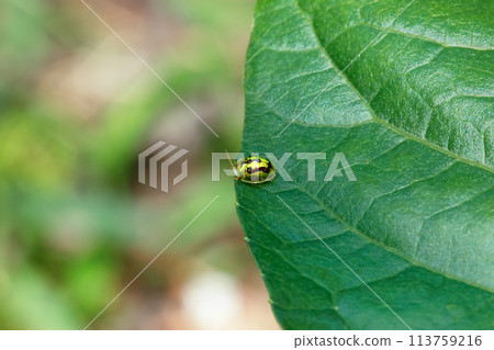 Vibrant Cassida Circumdata Beetle (Cassida circumdata Herbst) on Green Leaf. 113759216