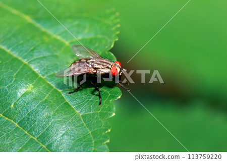 Vivid Flesh Fly (Sarcophaga peregrina) on Green Leaf. Vivid Flesh Fly (Sarcophaga peregrina) on Green Leaf. 113759220