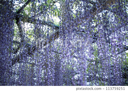 Wisteria at Mandaraji Park Wisteria at Mandaraji Park 113759251
