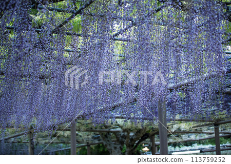 Wisteria at Mandaraji Park Wisteria at Mandaraji Park 113759252