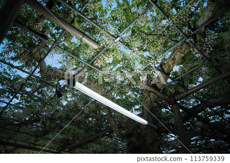 Wisteria at Mandaraji Park Wisteria at Mandaraji Park 113759339