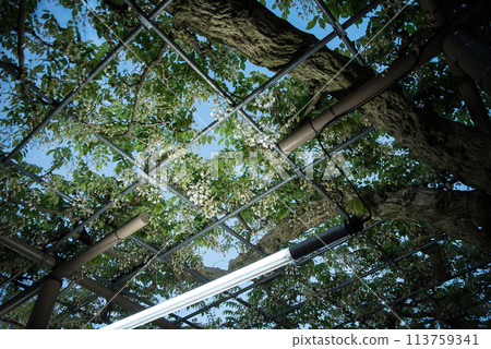 Wisteria at Mandaraji Park Wisteria at Mandaraji Park 113759341